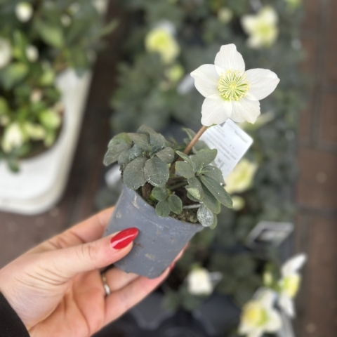 MINI CHRISTMAS ROSE PLANT