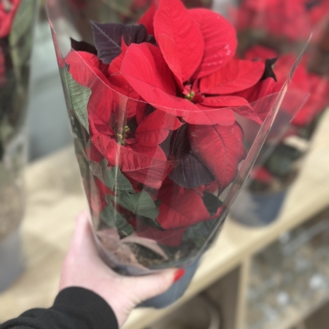 POINSETTIA PLANT WITH POT